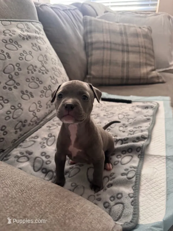 Dolce – American Bully puppy for sale in Petaluma, CA