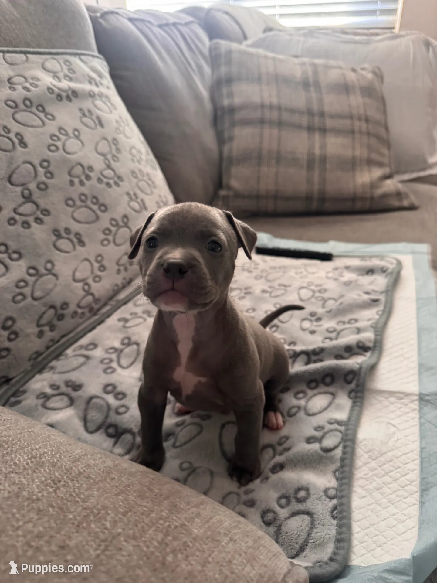 Dolce, a male American Bully for sale in Petaluma, CA – 1 of 3
