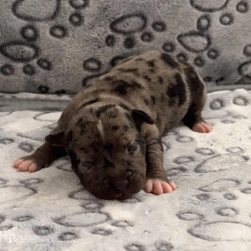 Miss Dior – American Bully puppy for sale in Petaluma, CA