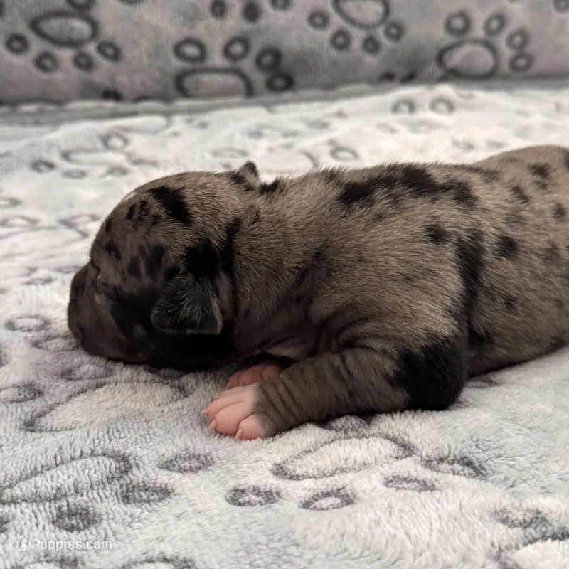 Miss Dior – American Bully puppy for sale in Petaluma, CA