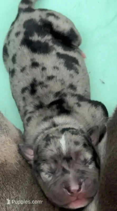 Miss Dior – American Bully puppy for sale in Petaluma, CA