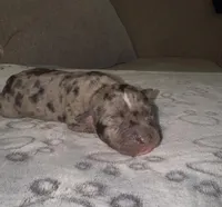 Miss Dior, a female American Bully for sale in Petaluma, CA – Photo 5 of 5