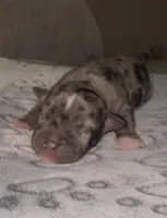 Miss Dior, a female American Bully for sale in Petaluma, CA – Photo 3 of 5