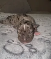 Miss Dior, a female American Bully for sale in Petaluma, CA – Photo 4 of 5