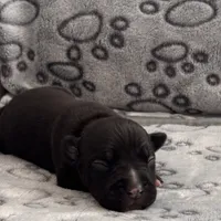Rollie, a male American Bully for sale in Petaluma, CA – 4 of 4