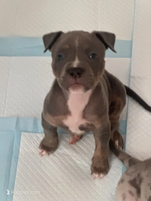 Kodi – American Bully puppy for sale in Petaluma, CA