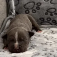 Dolce, a male American Bully for sale in Petaluma, CA – 2 of 3
