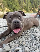 Cashmere, a male American Bully for sale in Petaluma, CA – 2 of 2