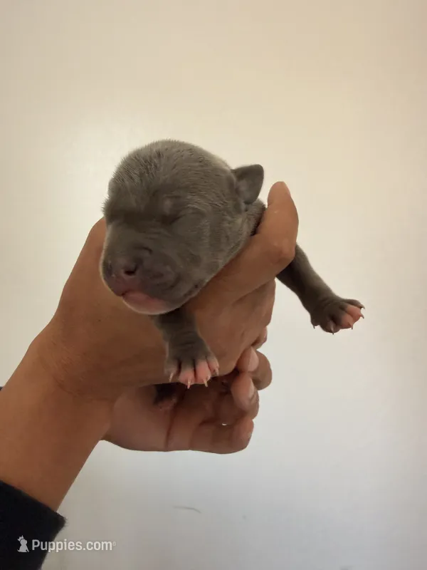 Cashmere – American Bully puppy for sale in Petaluma, CA