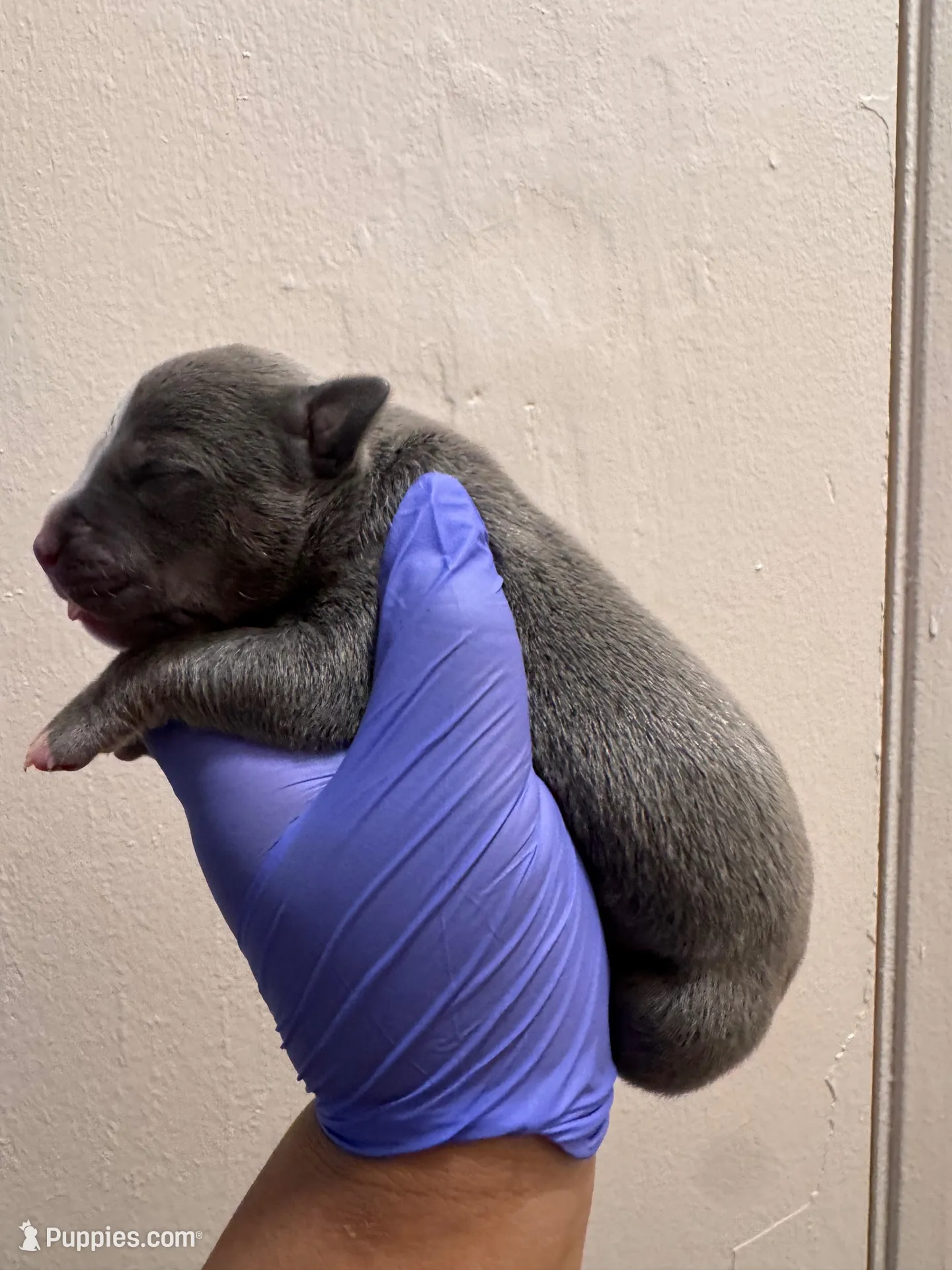 Louis, a male American Bully for sale in Petaluma, CA – Photo 2 of 3