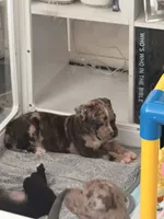 Cartier, a male American Bully for sale in Petaluma, CA – 4 of 4