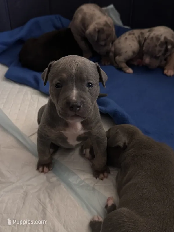 Armani – American Bully puppy for sale in Petaluma, CA