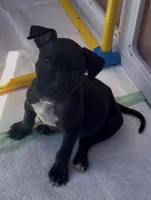 Rollie, a male American Bully for sale in Petaluma, CA – 3 of 4