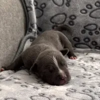 Dolce, a male American Bully for sale in Petaluma, CA – 3 of 3