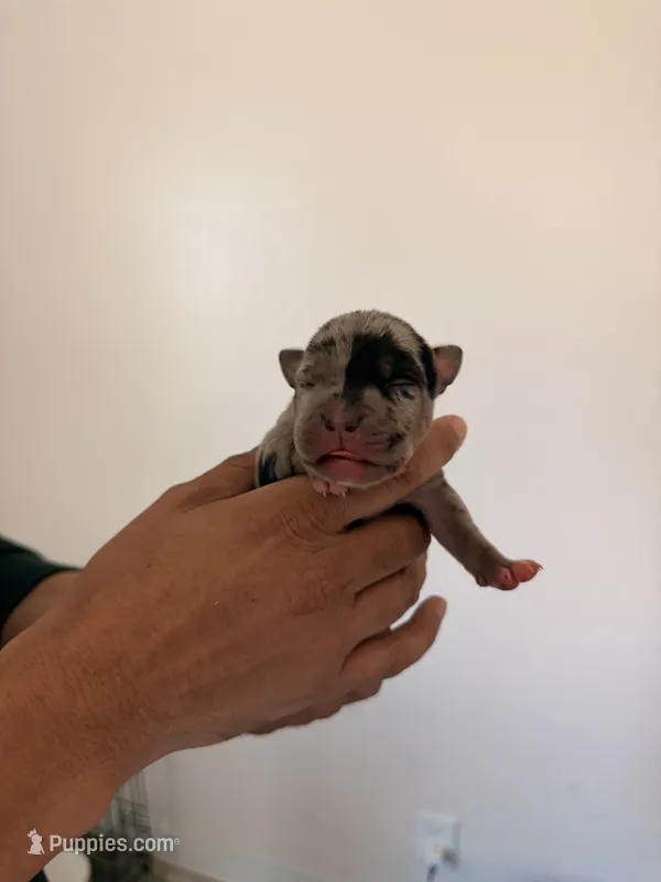 Milan – American Bully puppy for sale in Petaluma, CA