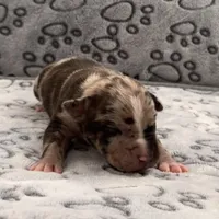 Cartier, a male American Bully for sale in Petaluma, CA – Photo 1 of 2