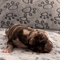 Cartier, a male American Bully for sale in Petaluma, CA – Photo 2 of 2