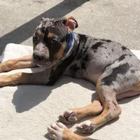 Spike, a male American Bully for sale in Petaluma, CA – Photo 1 of 2