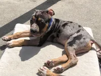 Spike, a  American Bully for sale in Petaluma, CA – Photo 1 of 2