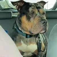 Spike, a male American Bully for sale in Petaluma, CA – Photo 2 of 2