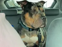 Spike, a  American Bully for sale in Petaluma, CA – Photo 2 of 2