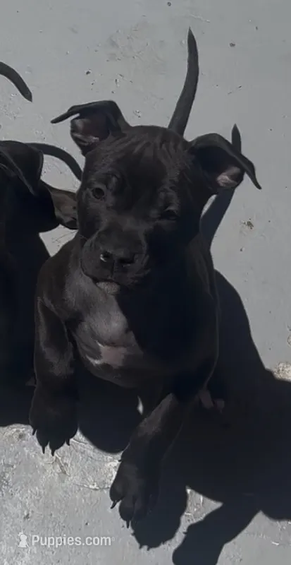 Coco Chanel – American Bully puppy for sale in Petaluma, CA