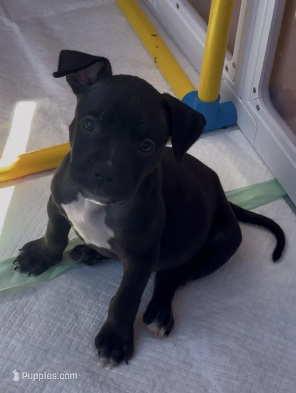 Rollie – American Bully puppy for sale in Petaluma, CA