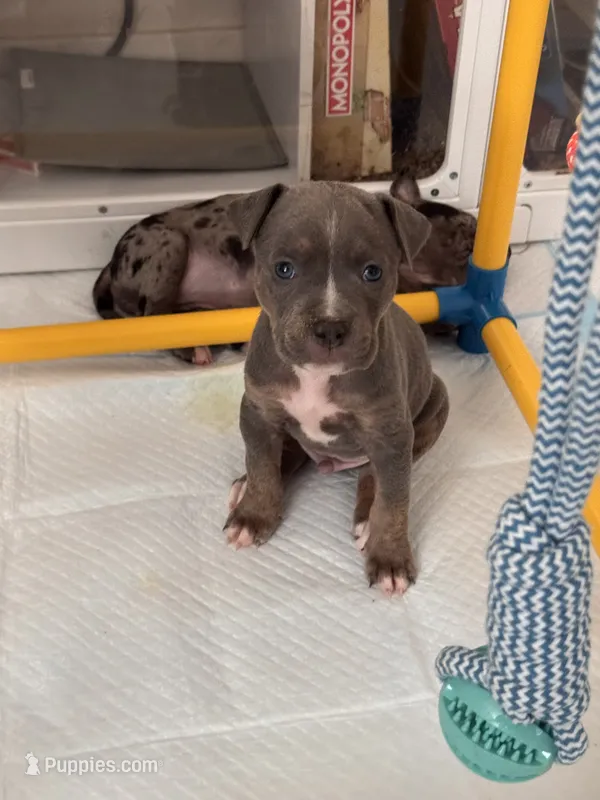 Kodi – American Bully puppy for sale in Petaluma, CA