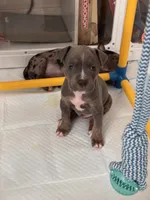Kodi, a male American Bully for sale in Petaluma, CA – 1 of 2