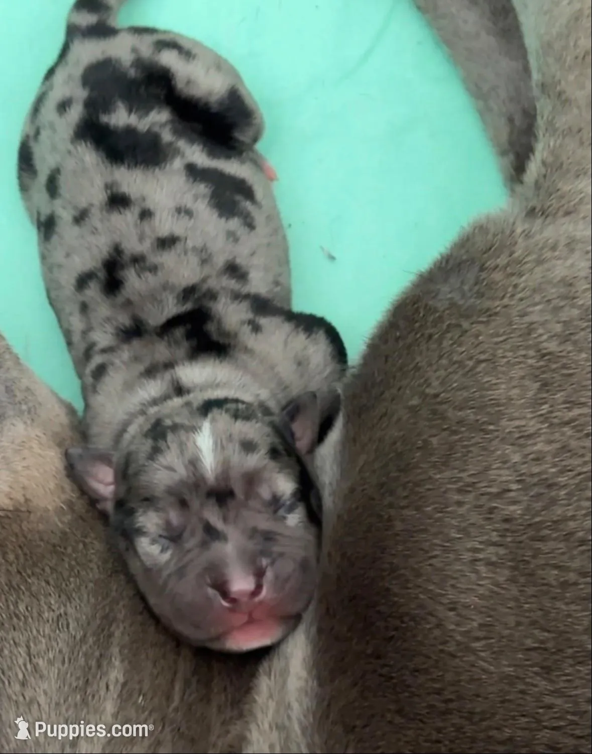 Miss Dior, a female American Bully for sale in Petaluma, CA – Photo 2 of 5