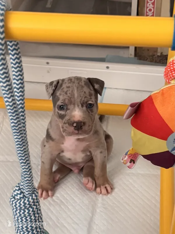 Saint – American Bully puppy on hold in Petaluma, CA