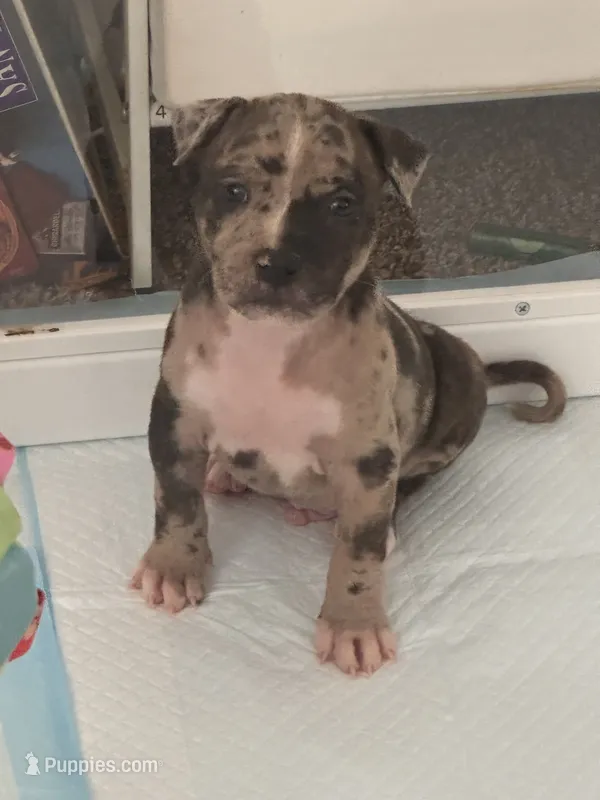 Cartier – American Bully puppy on hold in Petaluma, CA