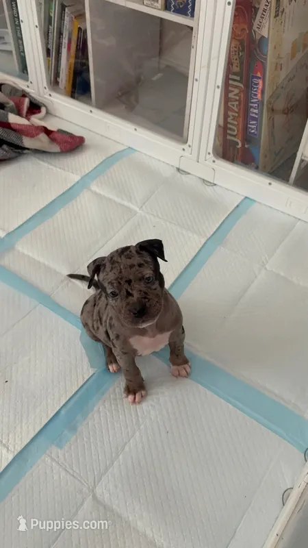 Miss Dior – American Bully puppy on hold in Petaluma, CA