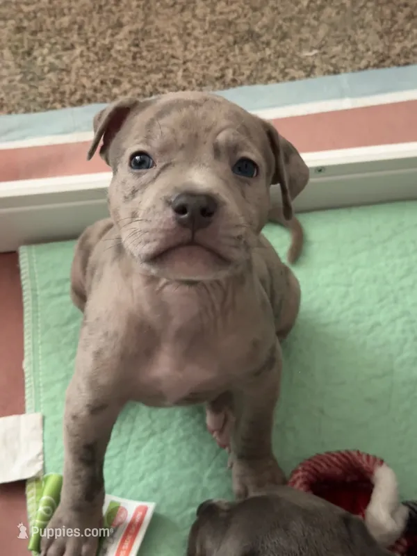 Valentino – American Bully puppy on hold in Petaluma, CA