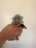 Bentley, a male American Bully for sale in Petaluma, CA – 2 of 3