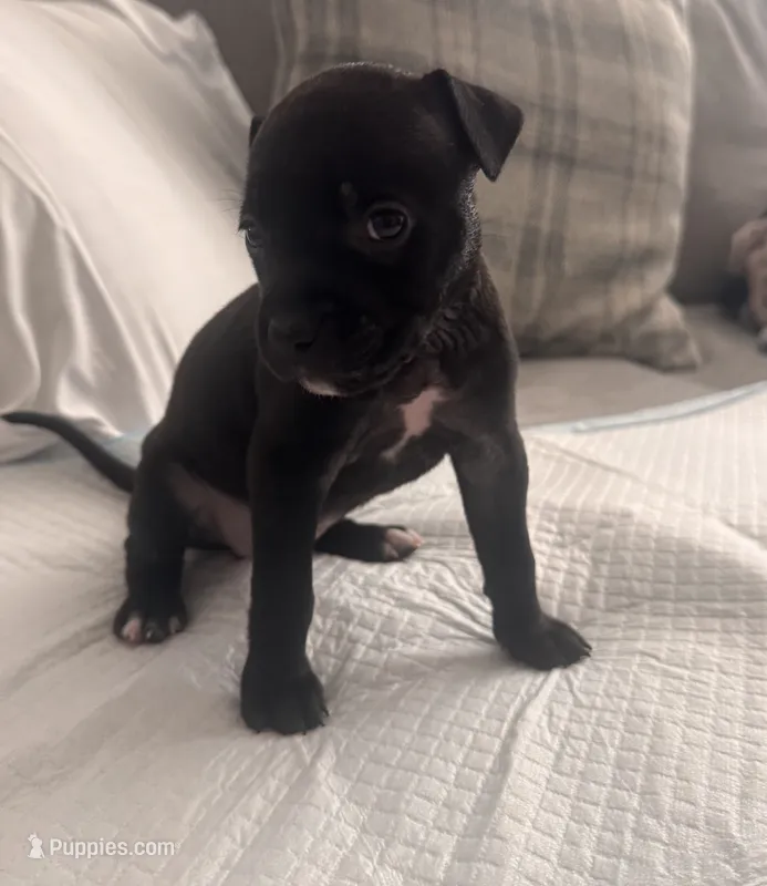 Rollie – American Bully puppy for sale in Petaluma, CA