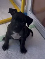 Rollie, a male American Bully for sale in Petaluma, CA – 2 of 4