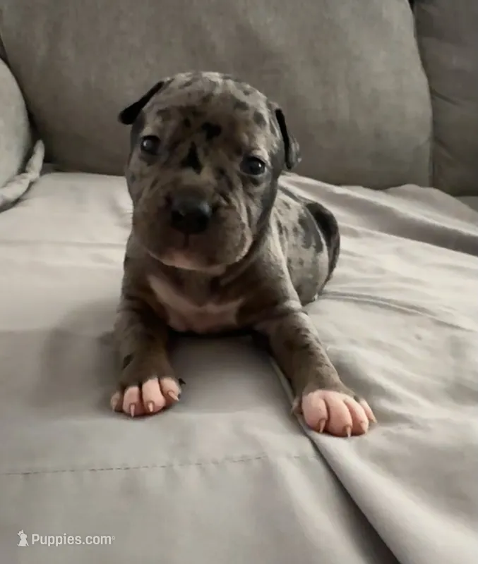 Miss Dior – American Bully puppy on hold in Petaluma, CA