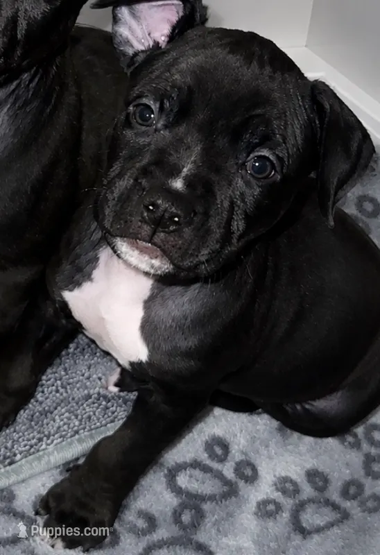 Rollie – American Bully puppy for sale in Petaluma, CA