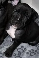 Rollie, a male American Bully for sale in Petaluma, CA – 1 of 4