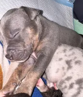 KS, a male American Bully for sale in Petaluma, CA – 1 of 1