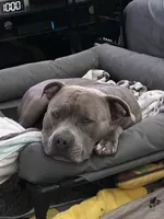 Bentley, a male American Bully for sale in Petaluma, CA – 3 of 3