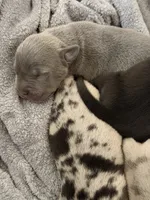 Bentley, a male American Bully for sale in Petaluma, CA – 1 of 3