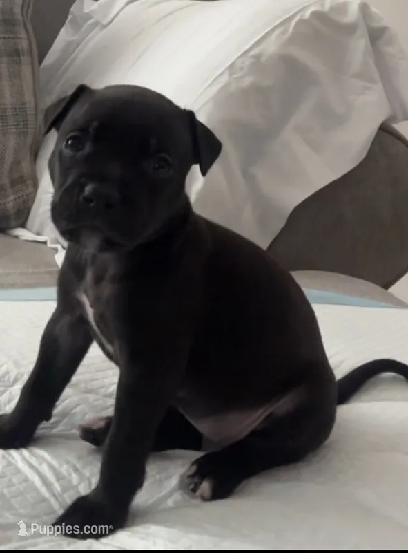 Coco Chanel – American Bully puppy for sale in Petaluma, CA