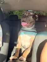 Milan, a female American Bully for sale in Petaluma, CA – 2 of 2