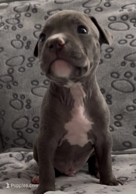 Louis – American Bully puppy for sale in Petaluma, CA