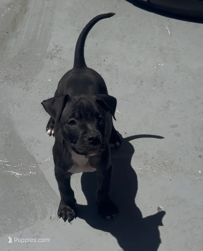 Rollie – American Bully puppy for sale in Petaluma, CA