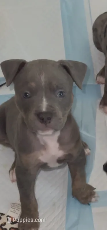 Kodi – American Bully puppy for sale in Petaluma, CA