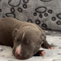 Louis, a male American Bully for sale in Petaluma, CA – Photo 1 of 3