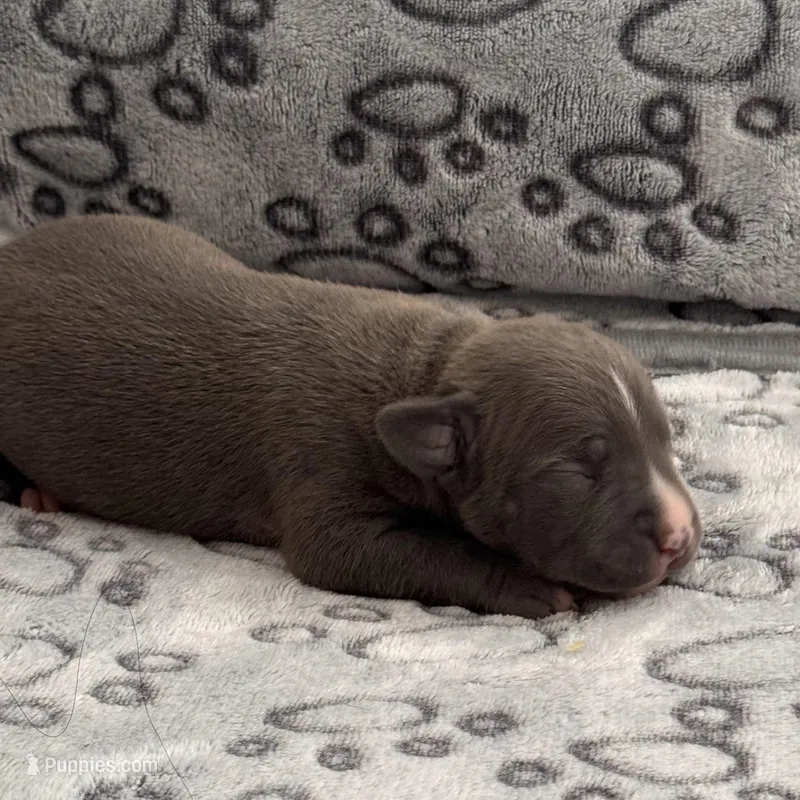 Louis V – American Bully puppy for sale in Petaluma, CA